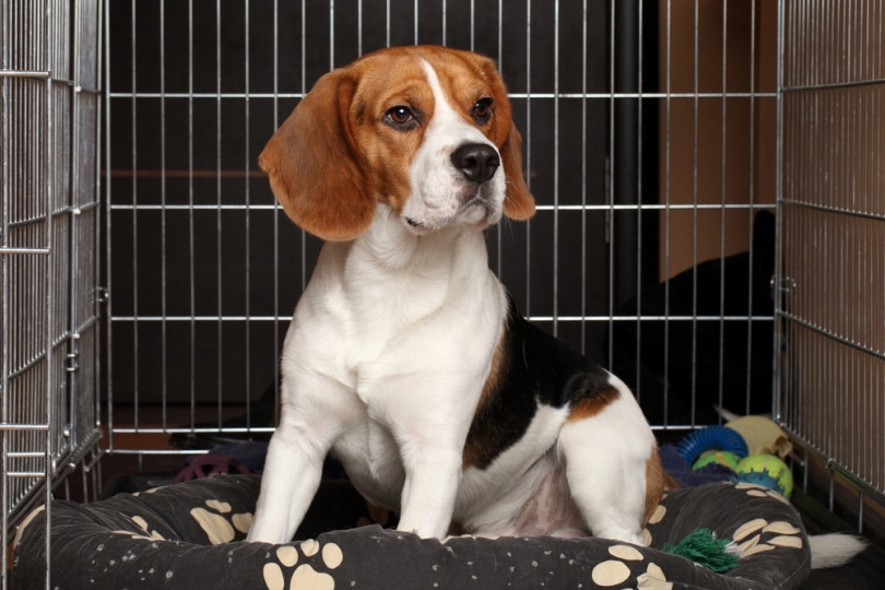 beagle dog inside crate
