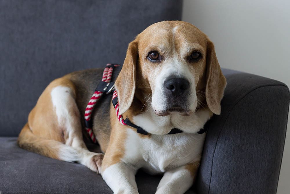 beagle se sienta en un sofá