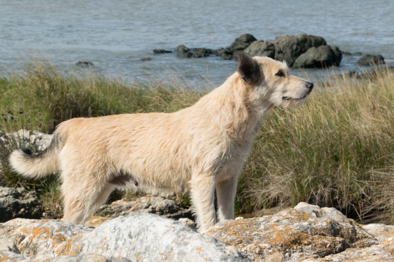 perro beger picard cerca del mar