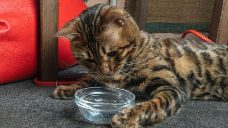 bengal cat drinking water