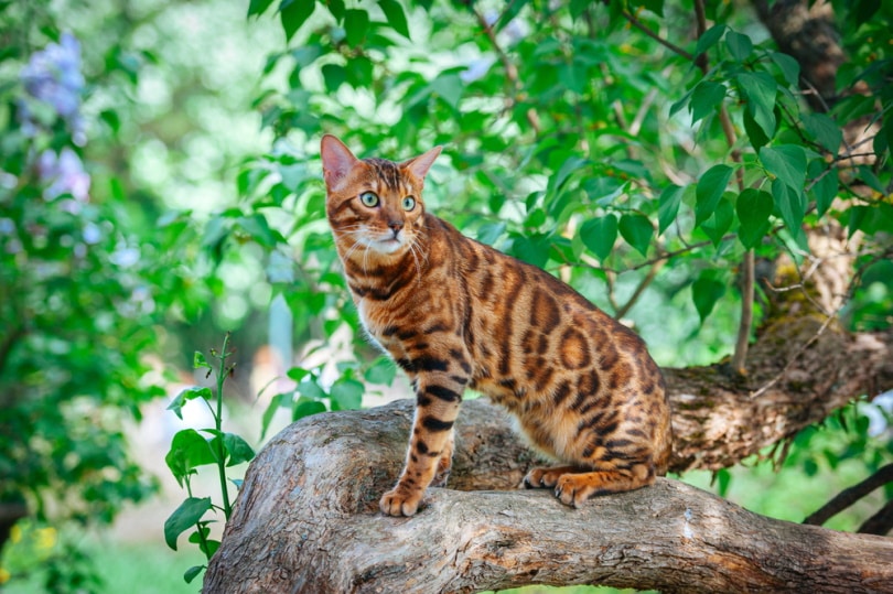 gato de bengala sentado en el tronco de un árbol