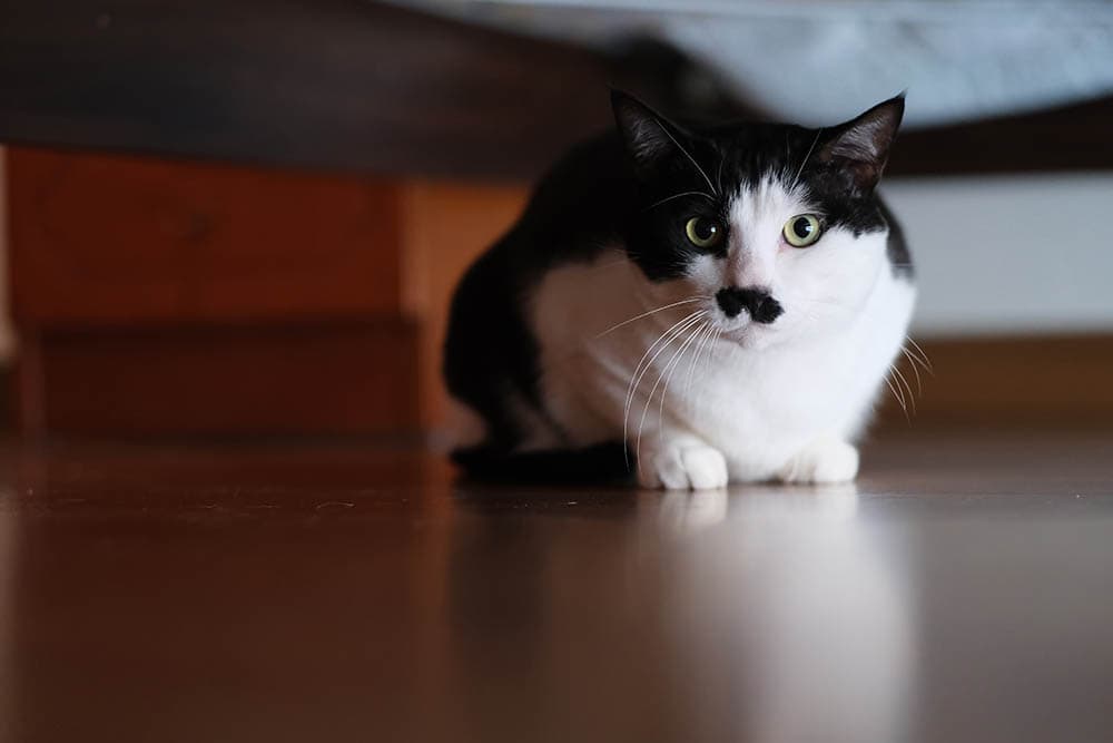gato blanco y negro escondido debajo de la cama
