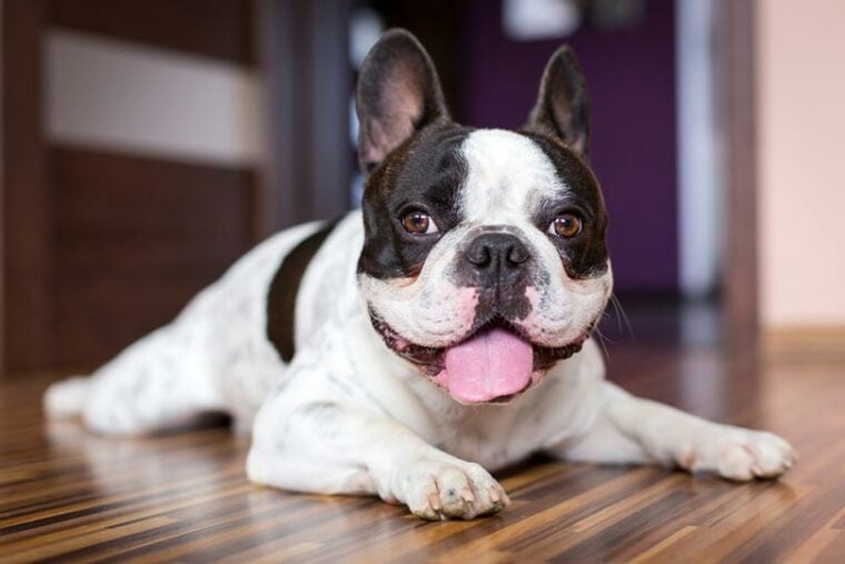 black and white pied french bulldog lying on the floor