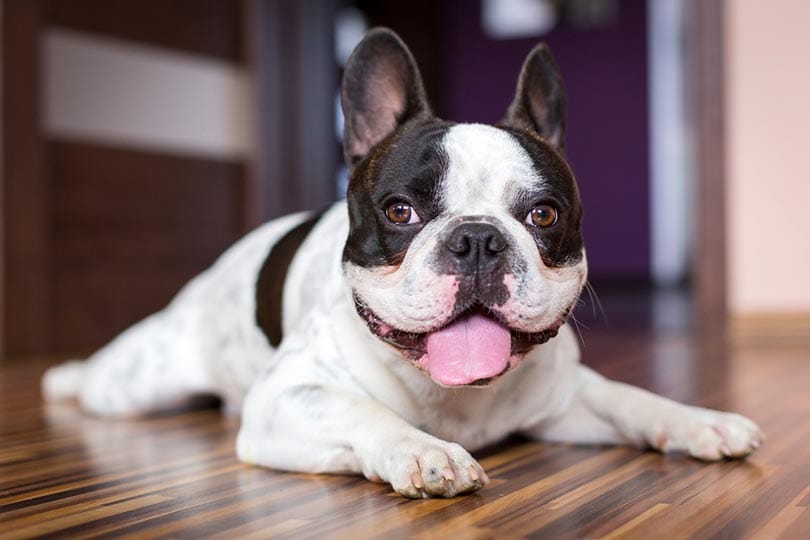 black and white french bulldog lying on the floor