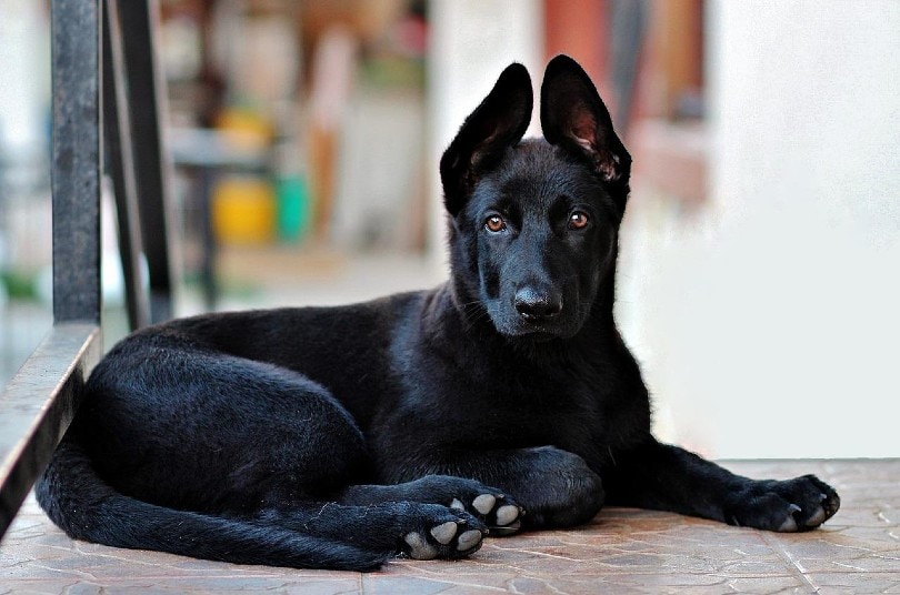 cachorro de pastor aleman negro