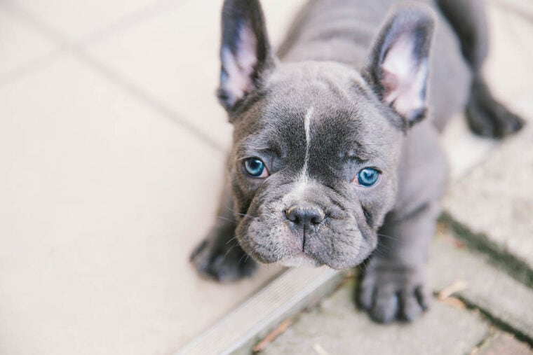 cachorro de bulldog francés azul