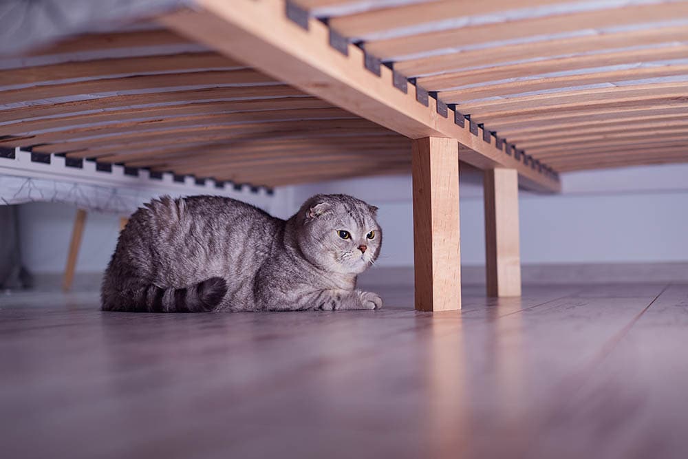 gato escondido debajo de la cama