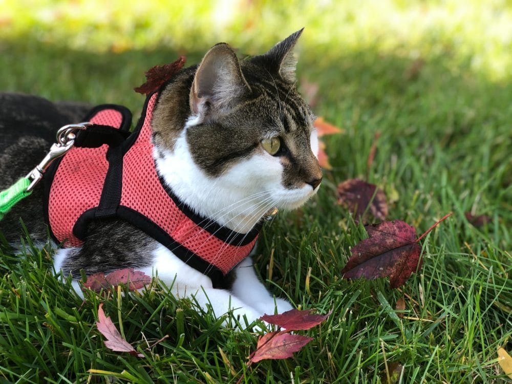 cat with harness on a grass