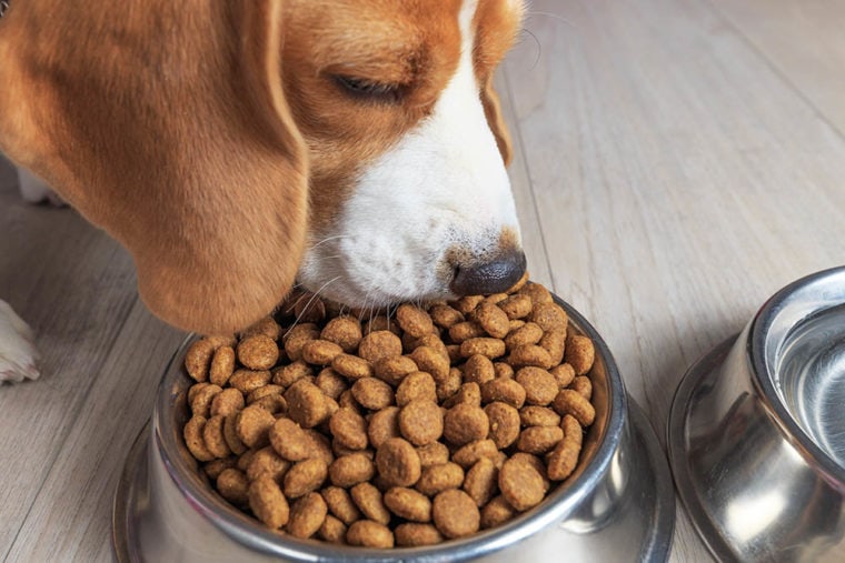 close up beagle eating