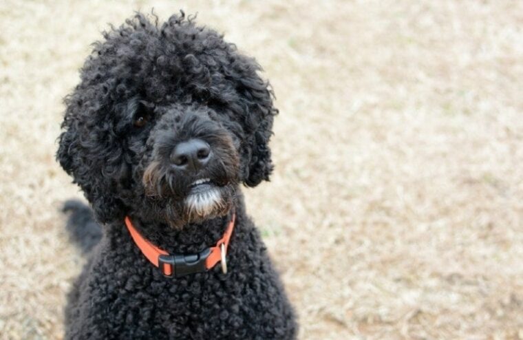 primer plano de un perro de agua portugués negro