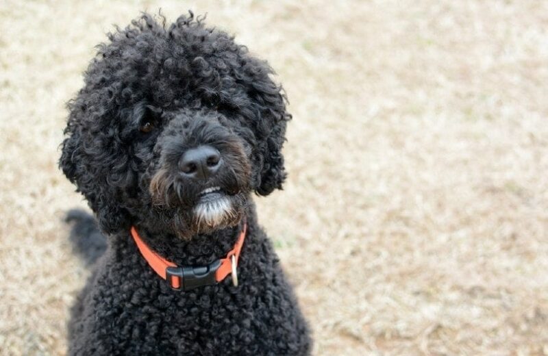 close up of a black portuguese water dog