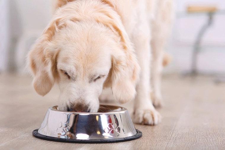 close up of a dog eating from the bowl