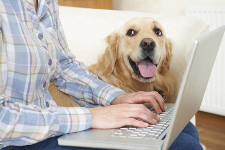 dueño del perro usando laptop