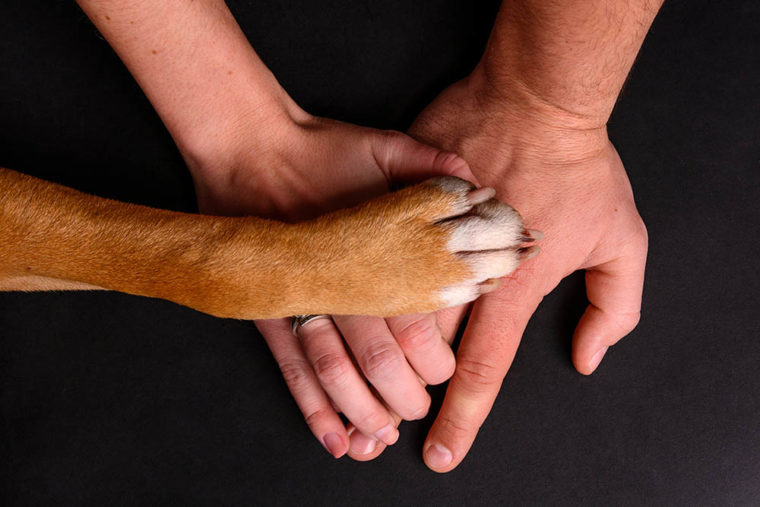dog paw on two human hands