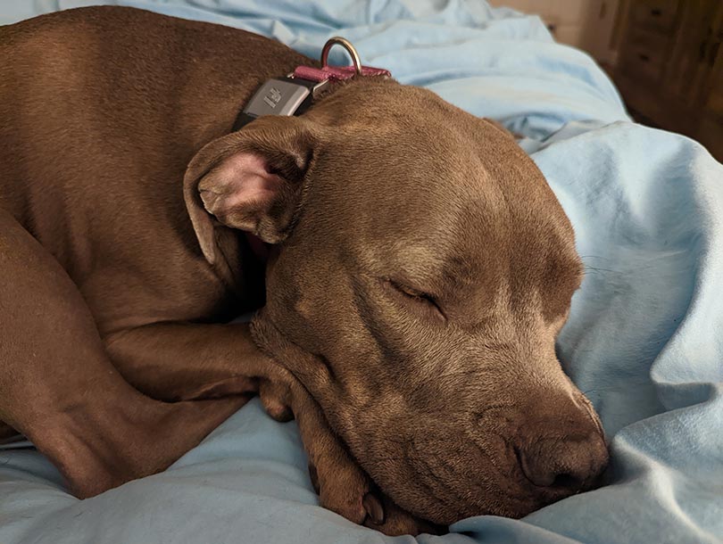 dog wearing fi smart collar while sleeping