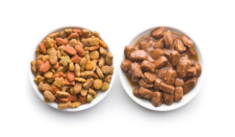 dry and wet pet food on white background