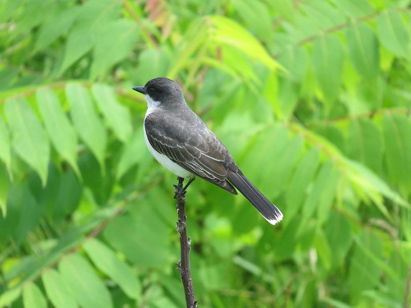 eastern kingbird perching on a tiny branch