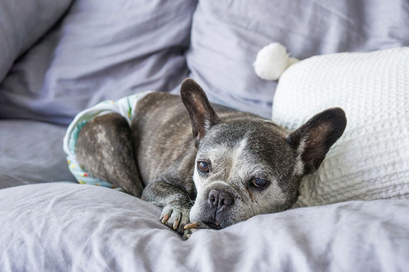 elderly french bulldog wearing diaper while lying on the couch