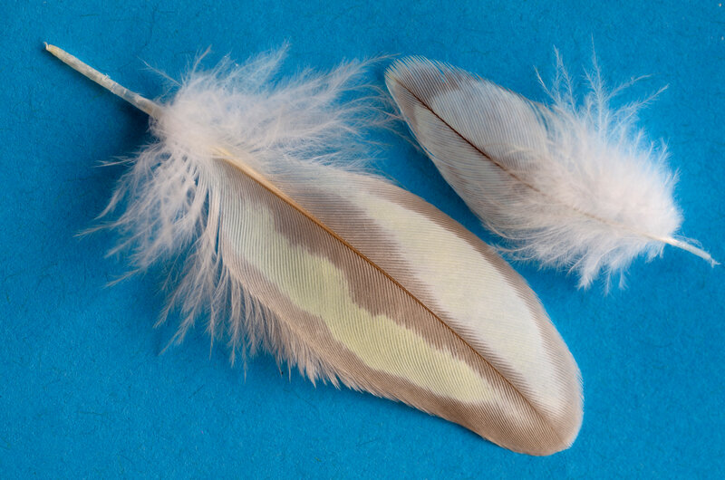 Feathers of molting Pearl cockatiel