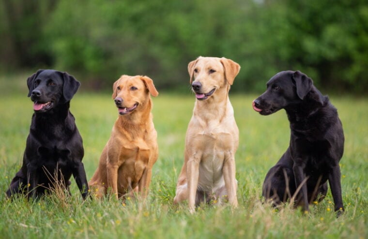 four labrador retriever dogs in the grass