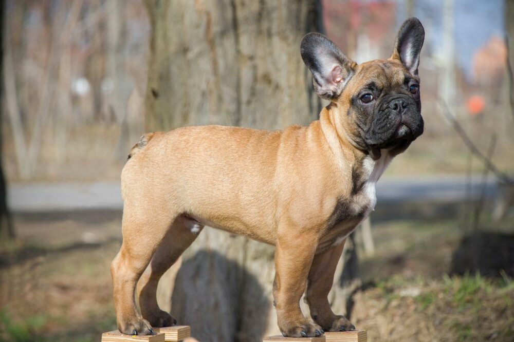 Why Does a French Bulldog Get Pores and skin Lumps? Our Vet Explains ...