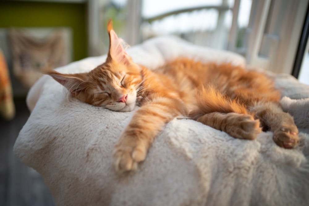 Ginger Maine Coon cat sleeping on bed