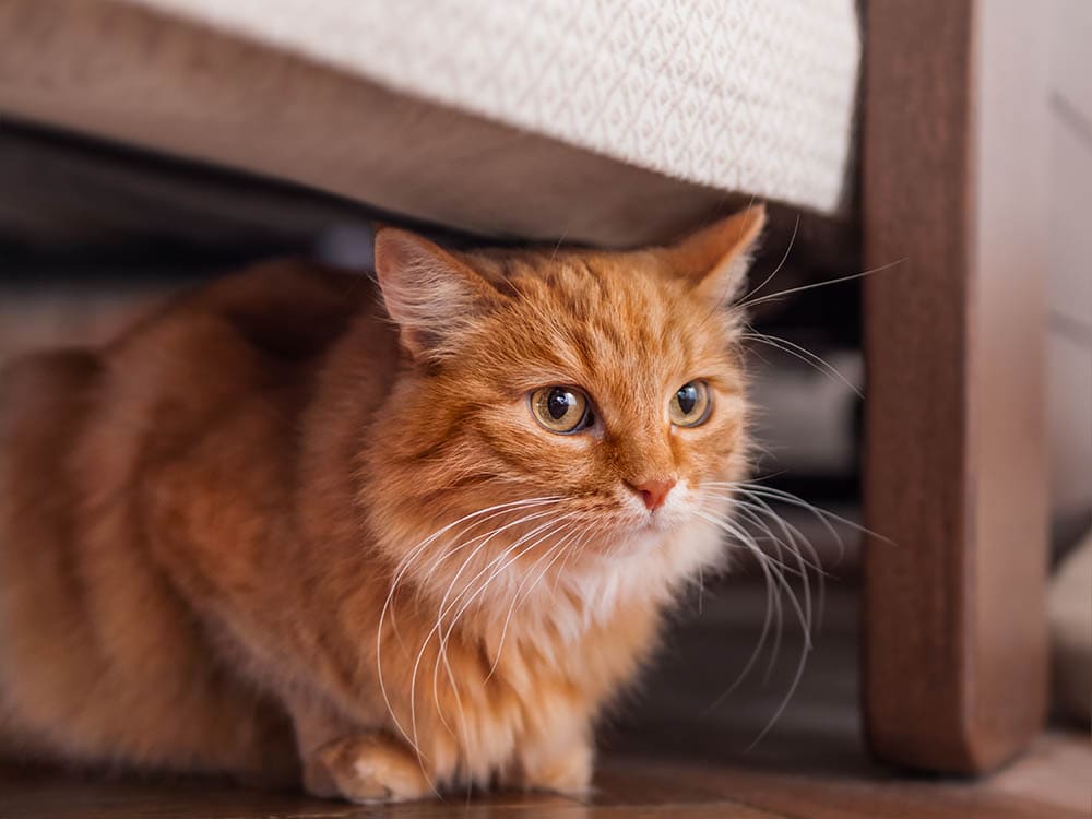 Ginger tabby cat hiding under the bed