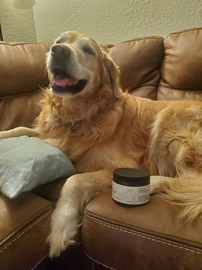 golden retriever dog lying on couch with joy organics cbd treats
