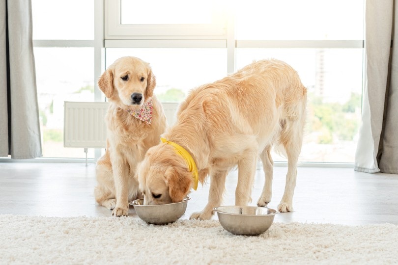 golden retriever dog stealing food from another dog's bowl