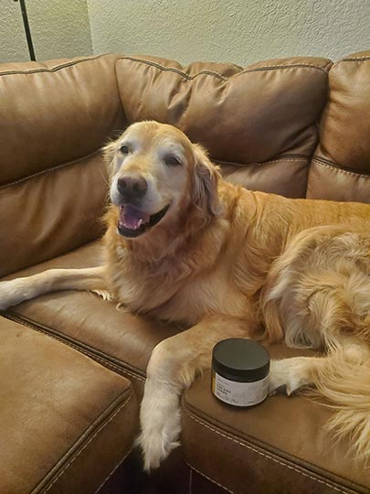 golden retriever dog with joy organics cbd dog treat