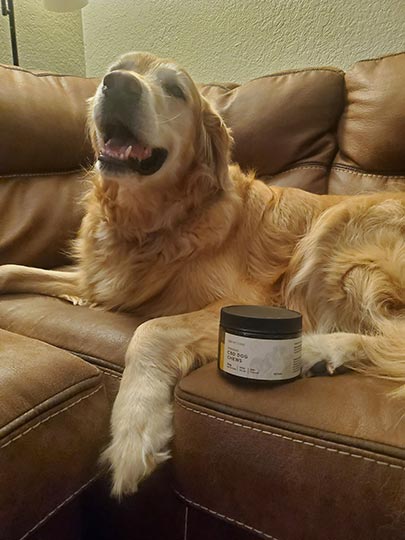 golden retriever dog with joy organics cbd dog treats