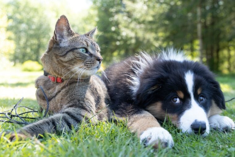 gray cat beside a black and white dog on a grass