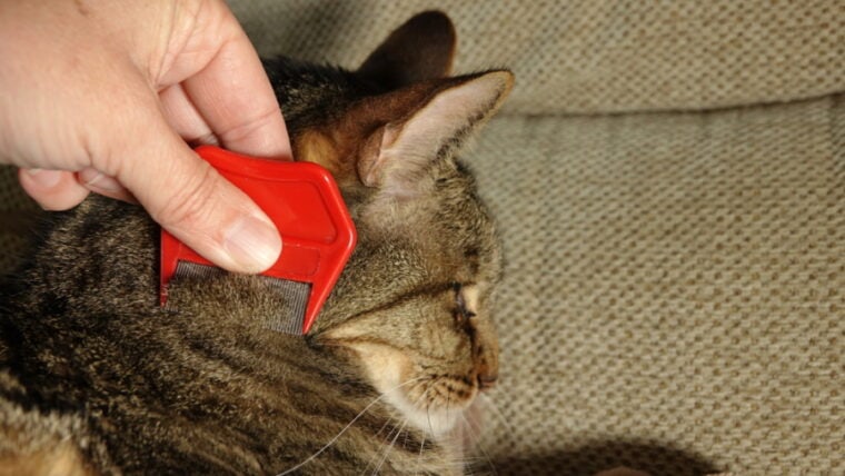 grooming cat using flea comb