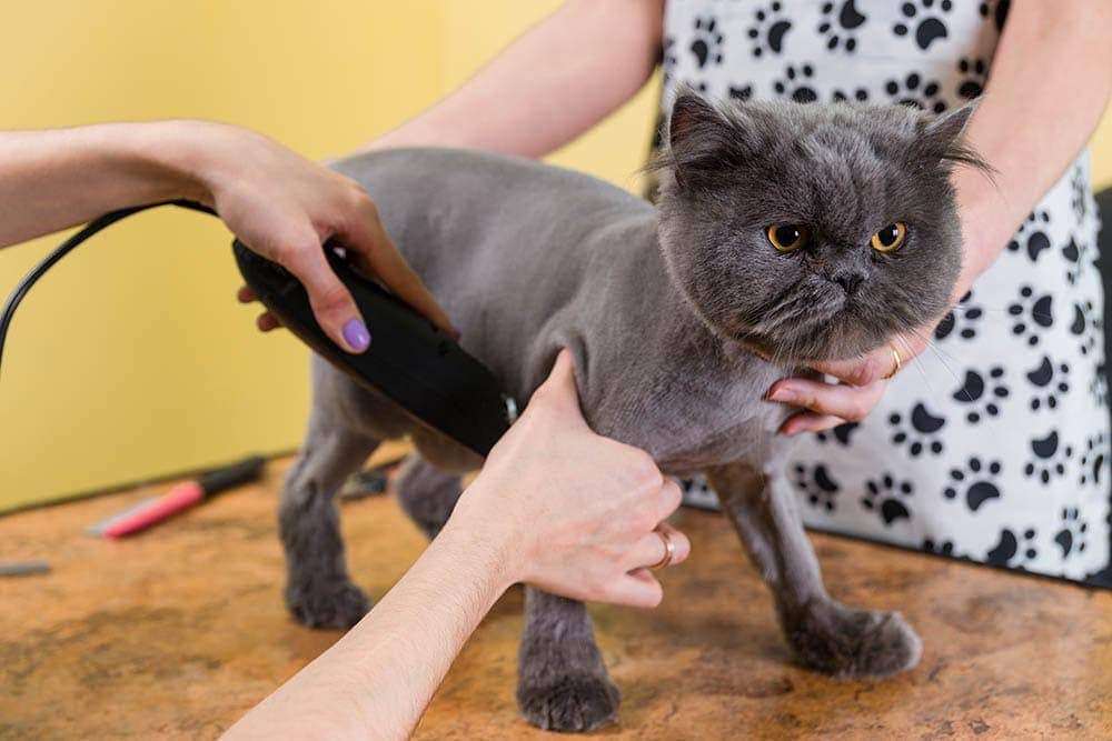 grooming cat with clipper