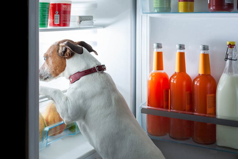 jack russell looking for food in the fridge