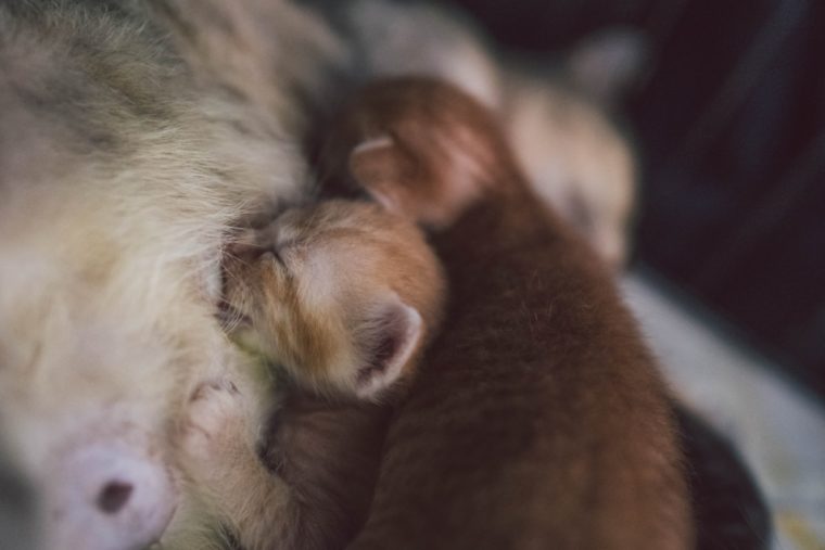 kittens nursing from mama cat