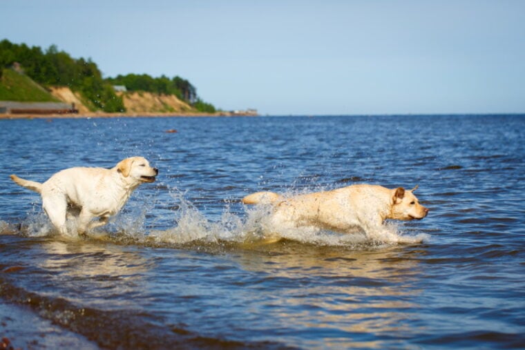 labrador retriever dog playing in the beach