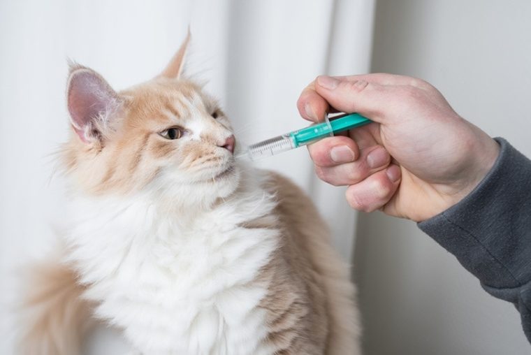 gato maine coon recibe medicamento en la boca con jeringa