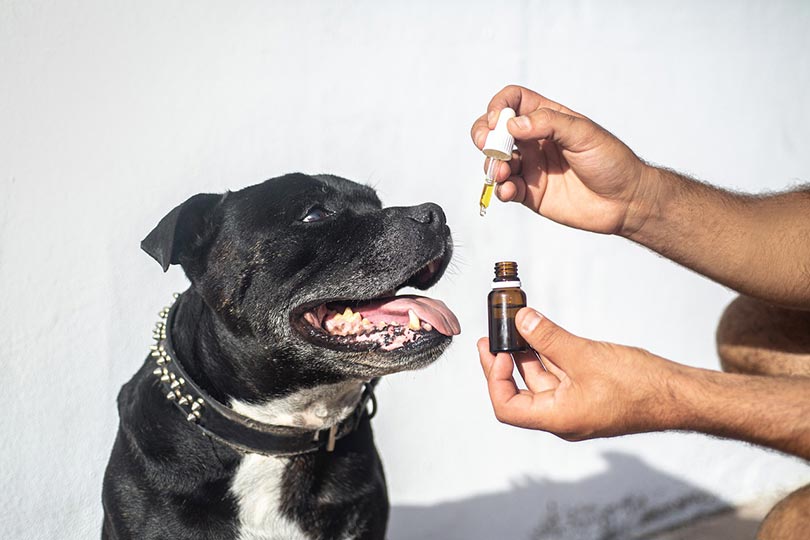 man giving cbd oil to his dog