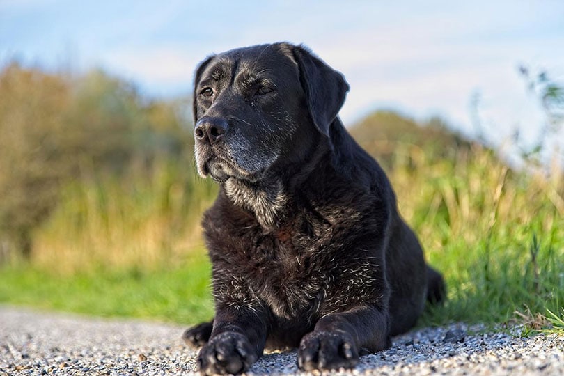 old black labrador retriever dog lying outdoor