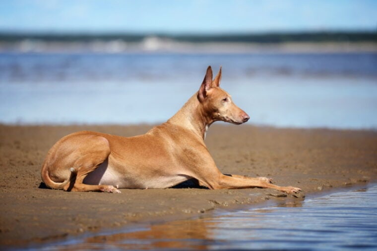 paroah hound lying on the beach
