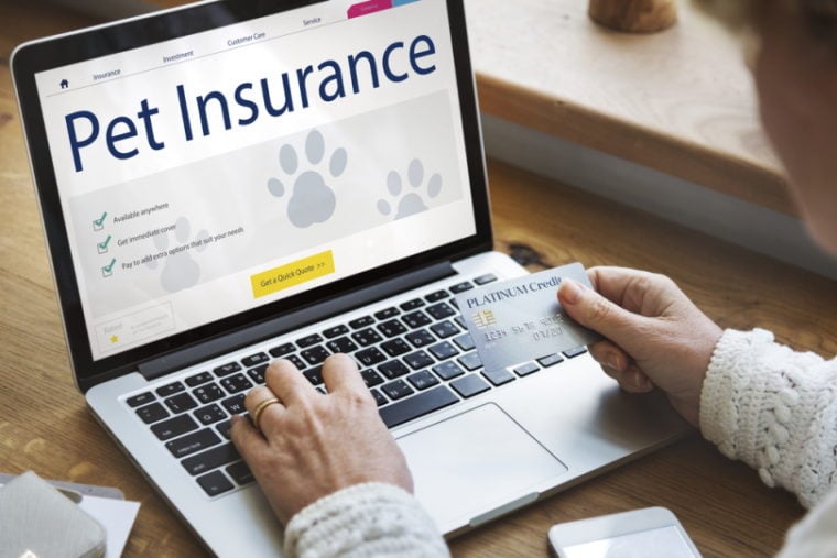 pet insurance care concept