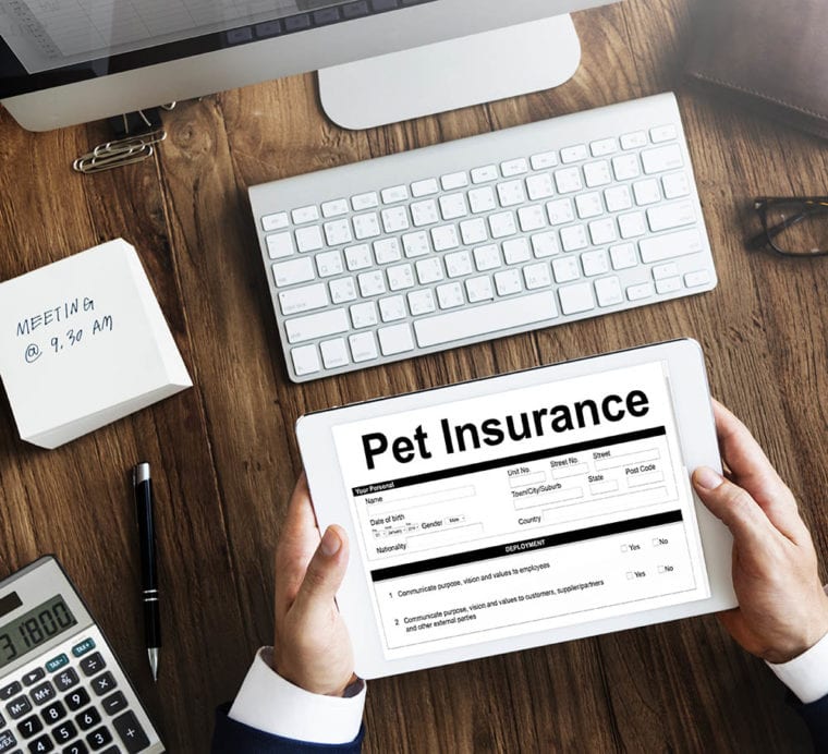 Pet Insurance Form in the tablet