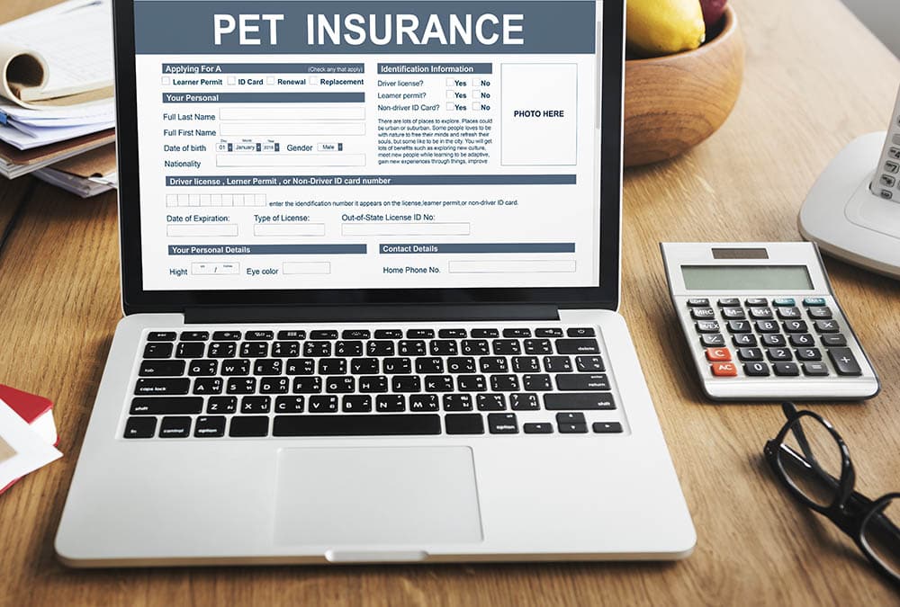 Pet Insurance Form on the laptop screen