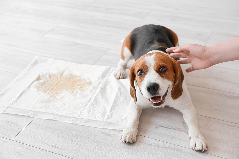 potty trained beagle