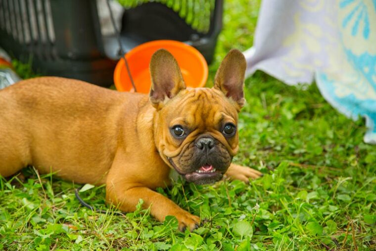 red french bulldog puppy lying on grass