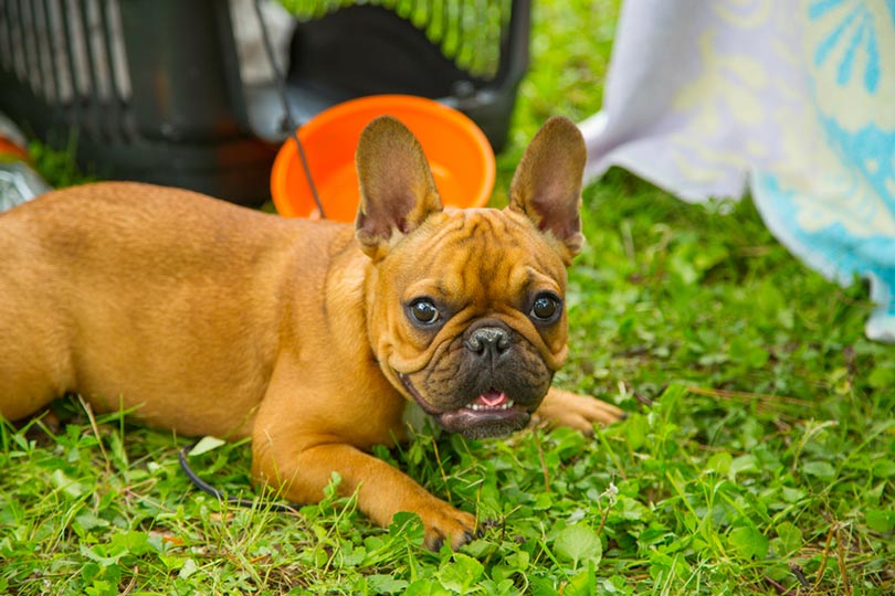 Red and Red Fawn French Bulldog: Facts, Origin, Pictures & History ...