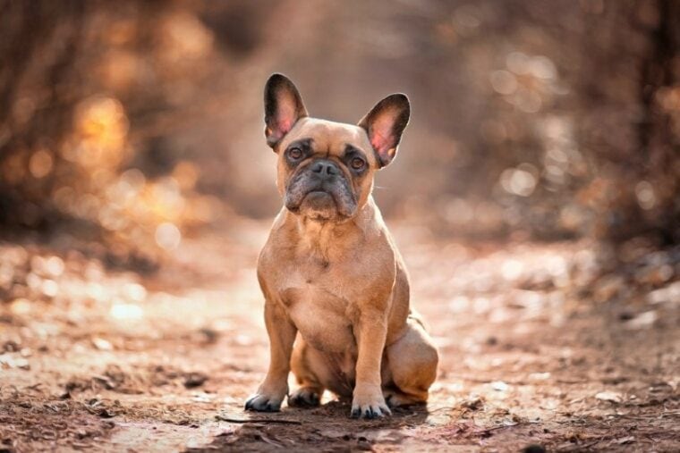 red or fawn french bulldog out in the woods