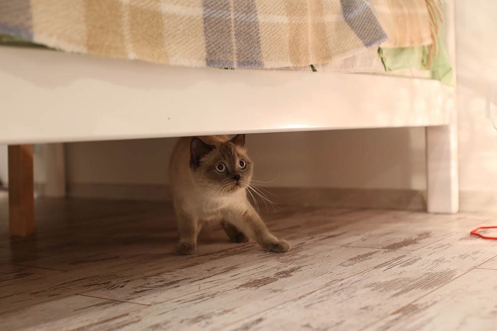 scared British blue-point cat hiding pod the bed