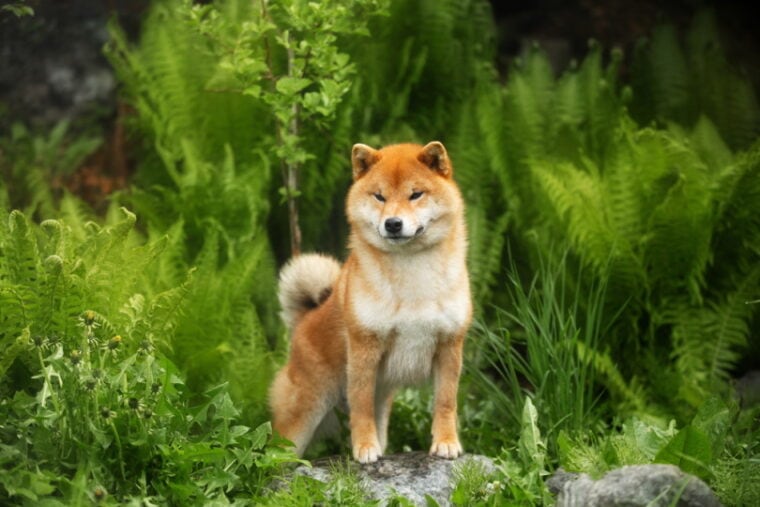 perro shiba inu parado en el bosque